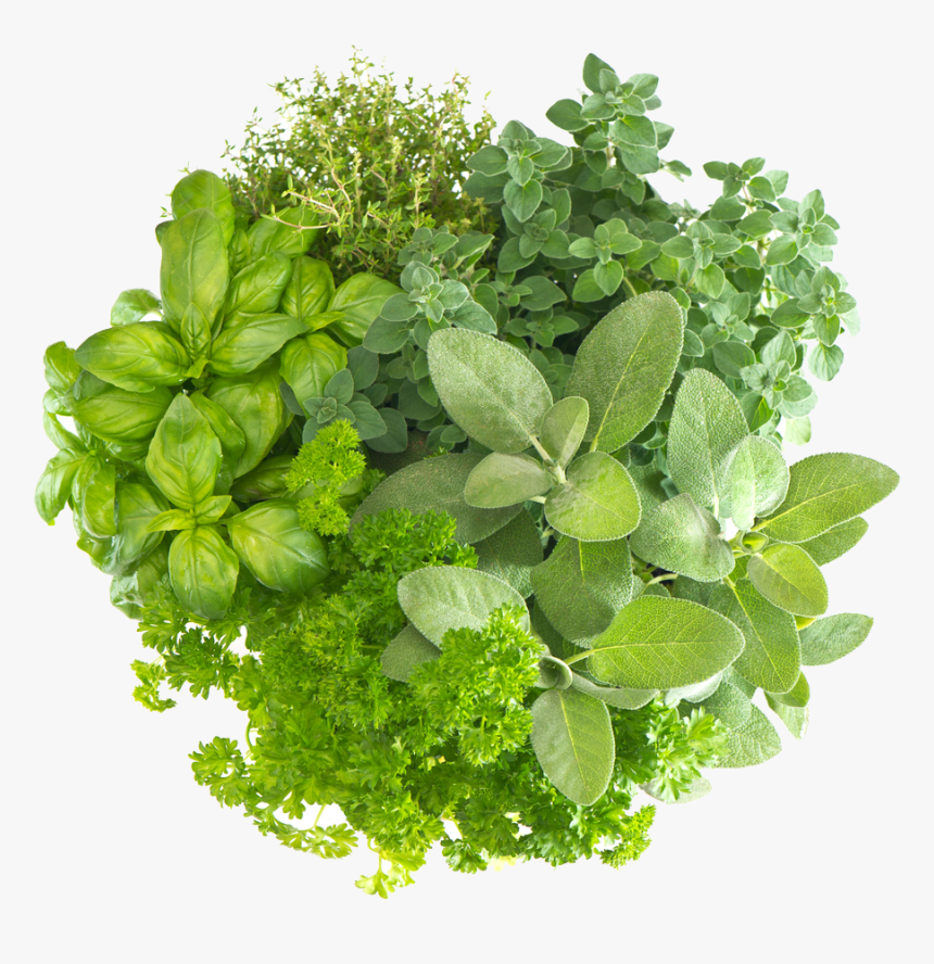 Herb Free Download Png - Herb Png, Transparent Png, Free Download