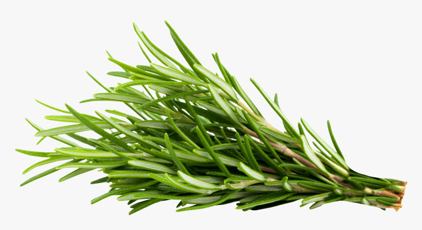 Transparent Rosemary Png - Rosemary Transparent, Png Download, Free Download