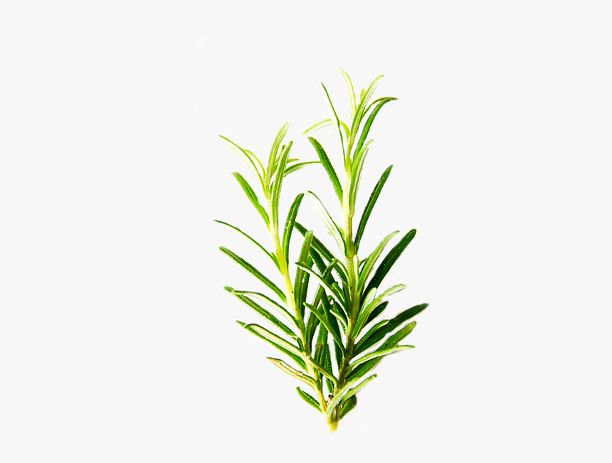 Rosemary, Isolated, Herbs, Green, Leaf, Ingredient - Transparent Background Herb Png, Png Download, Free Download