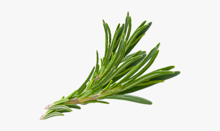 Hair Herb Thymes Rosemary Herbs Download Free Image - Rosemary Herb Png, Transparent Png, Free Download