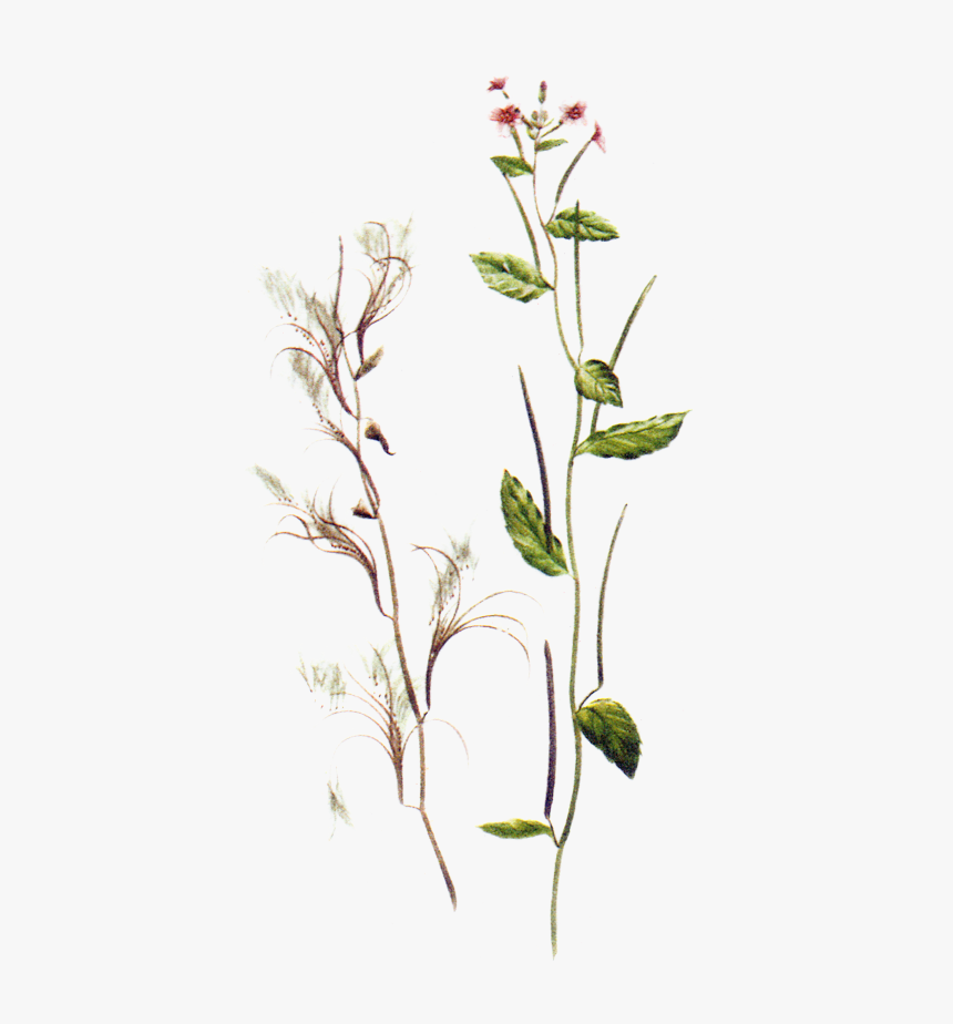 Epilobium Parviflorum, HD Png Download, Free Download