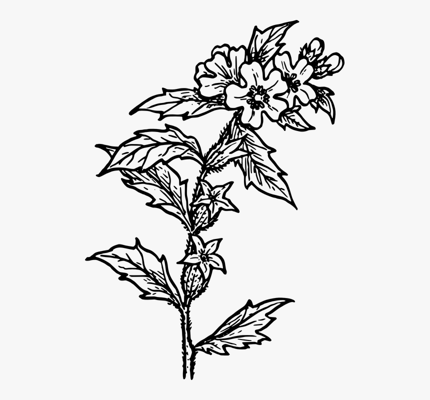 Herb, Nature, Plant, Poison, Biology, Botany - Herbs Drawing Png, Transparent Png, Free Download