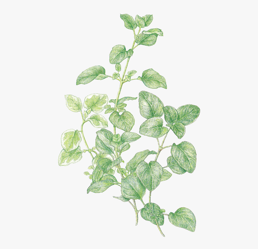 Clip Art Favourite Herbs Oregano And - Herbs Transparent Background, HD Png Download, Free Download