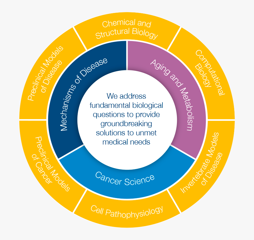 Research Structure - Aging In Developmental Biology, HD Png Download, Free Download