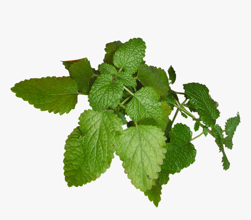 Herb, Lemon, Balm - Lemon Balm, HD Png Download, Free Download