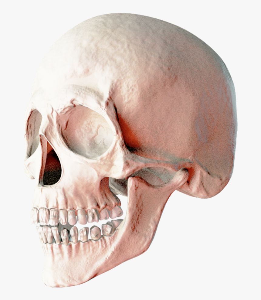 Skull Png Transparent - 2 Skulls Png, Png Download, Free Download