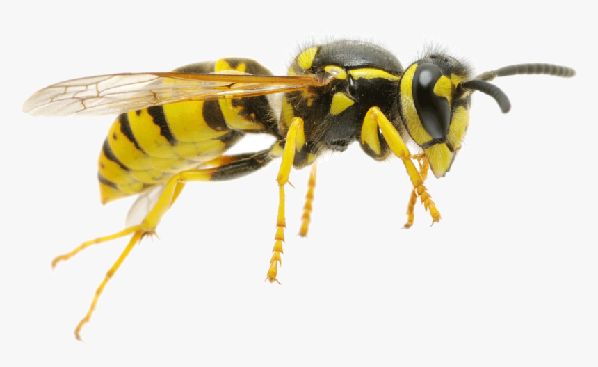 Wasp Png, Transparent Png, Free Download