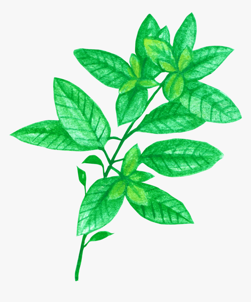 Basil For Tea - Herbal, HD Png Download, Free Download