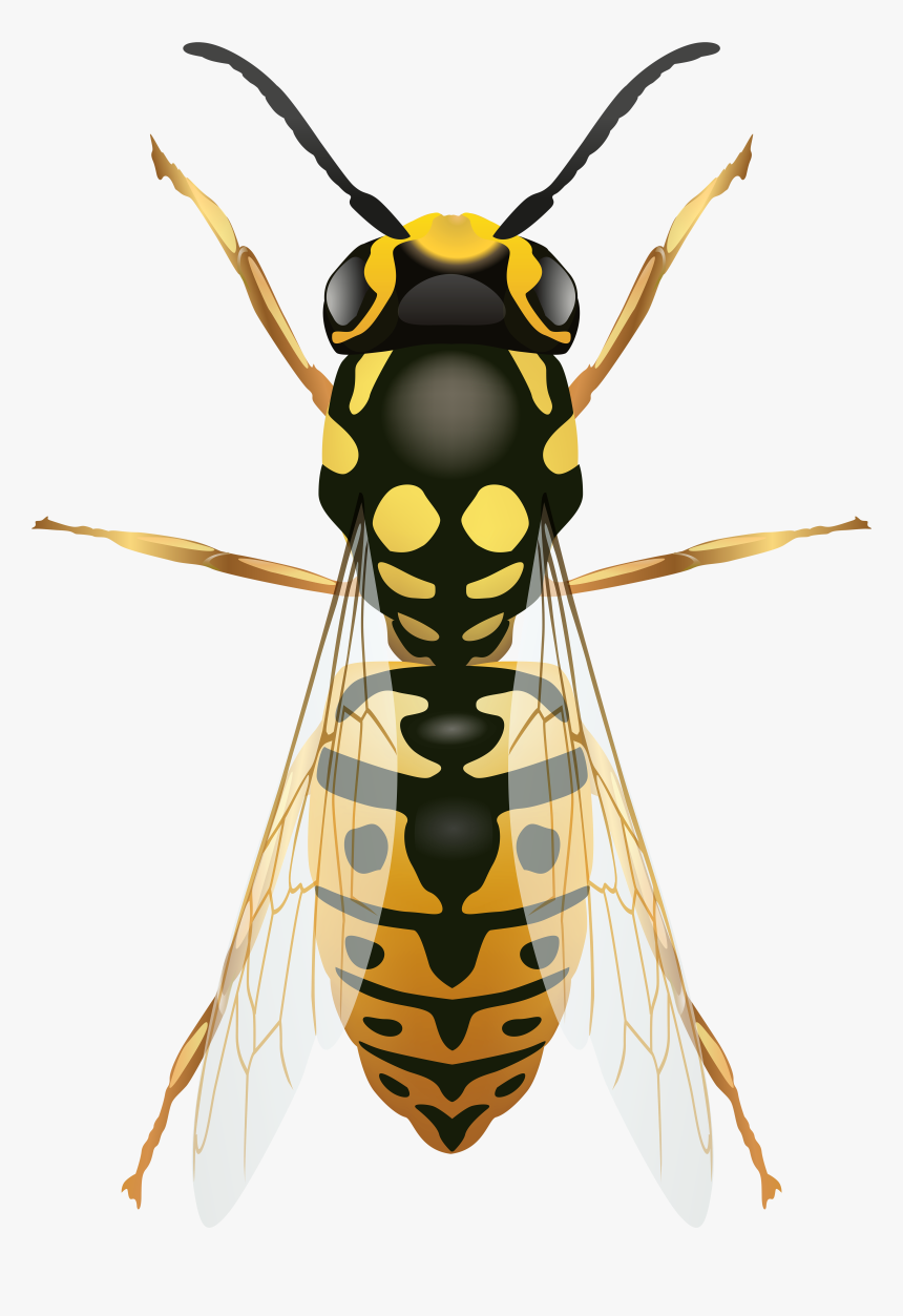 Wasp Png - Transparent Wasp Clipart, Png Download, Free Download