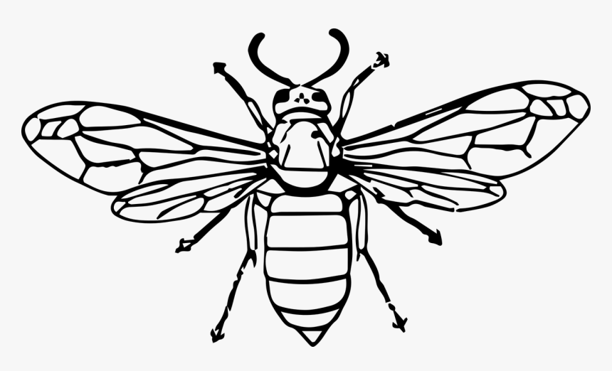 Insect Clip Art Transprent - Hornet Insect Line Drawing, HD Png Download, Free Download