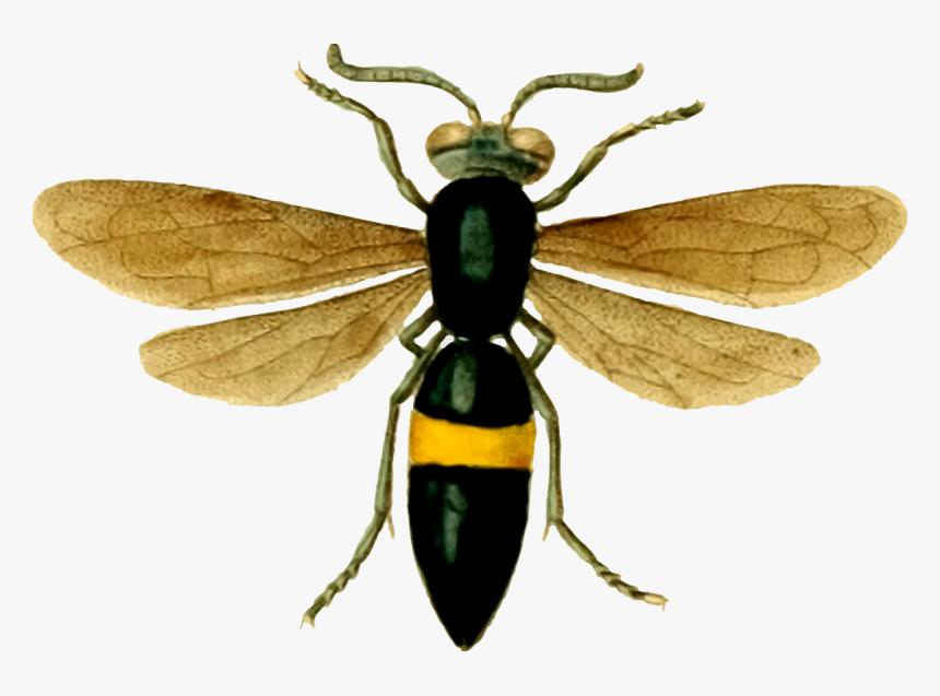 Transparent Wasp, HD Png Download, Free Download