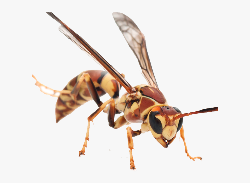 Hornet Png Background - Six Leg Animals, Transparent Png, Free Download