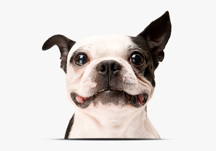 Happy Dog White Background, HD Png Download, Free Download