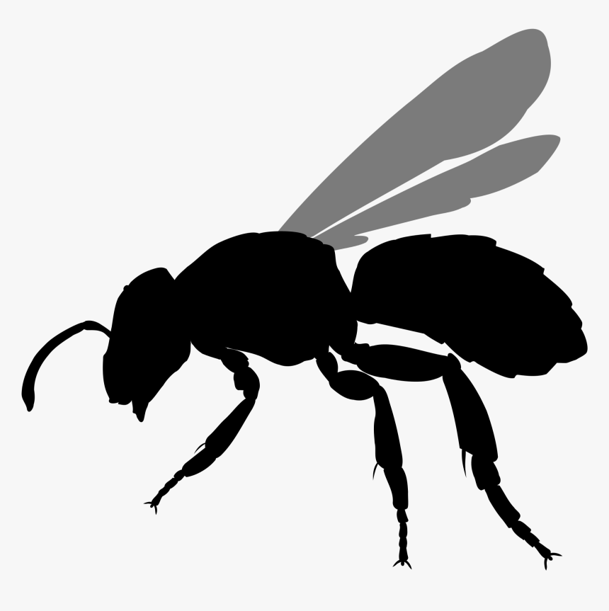 File Halictus Rubicundus Silhouette - Transparent Bee Silhouette, HD Png Download, Free Download