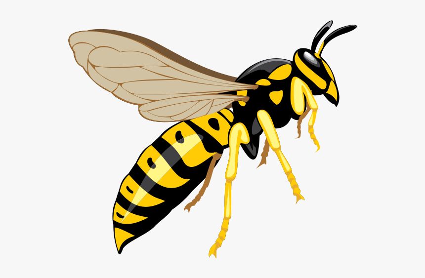 Wasp Png Download Image - Wasp Png, Transparent Png, Free Download