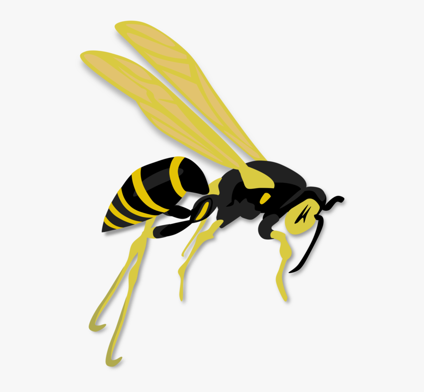 Vector Insects Hornet - Wasp Clip Art, HD Png Download, Free Download