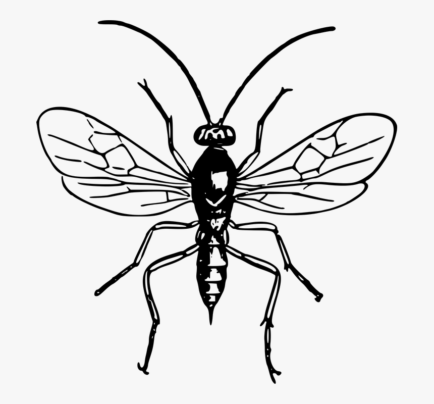 Animal, Hornet, Insect, Wasp - Bald Faced Hornet Drawing, HD Png Download, Free Download