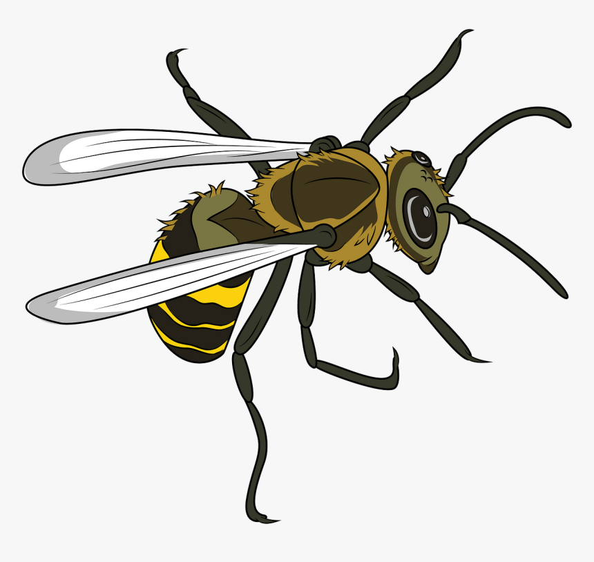 Net-winged Insects, HD Png Download, Free Download