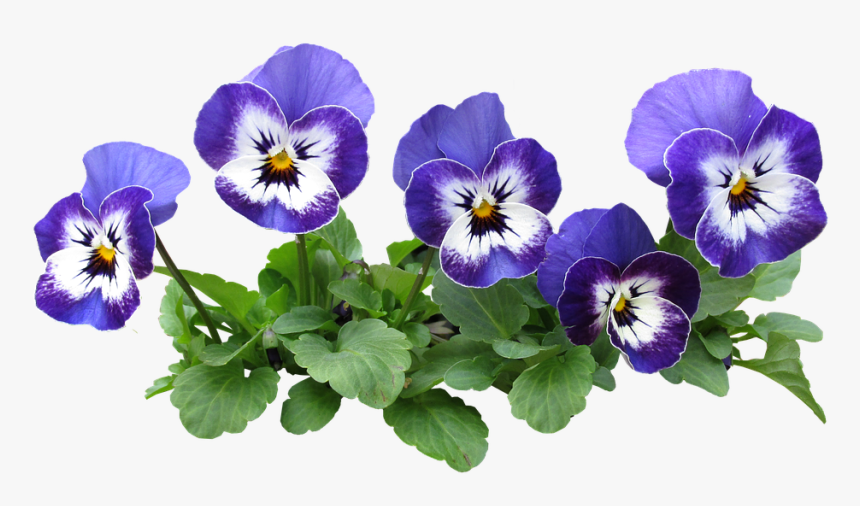 Pansy, Flowers, Plant, Nature, Garden, Flowerbed - Pansy Flower Png, Transparent Png, Free Download