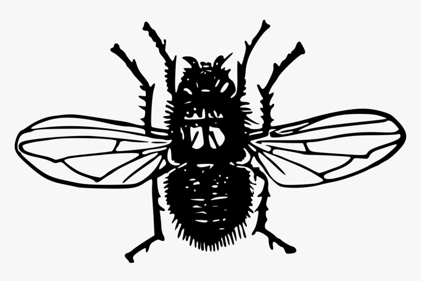 Monochrome - Insect, HD Png Download, Free Download