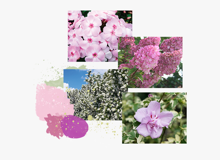 Garden Phlox, HD Png Download, Free Download