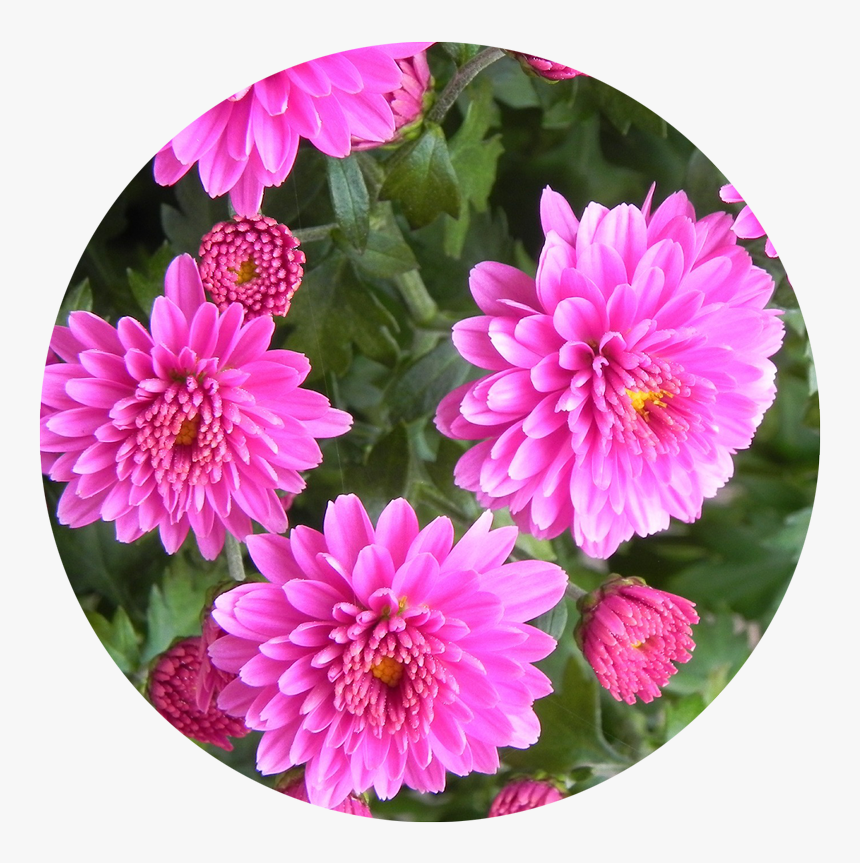 Flower - Dahlia, HD Png Download, Free Download
