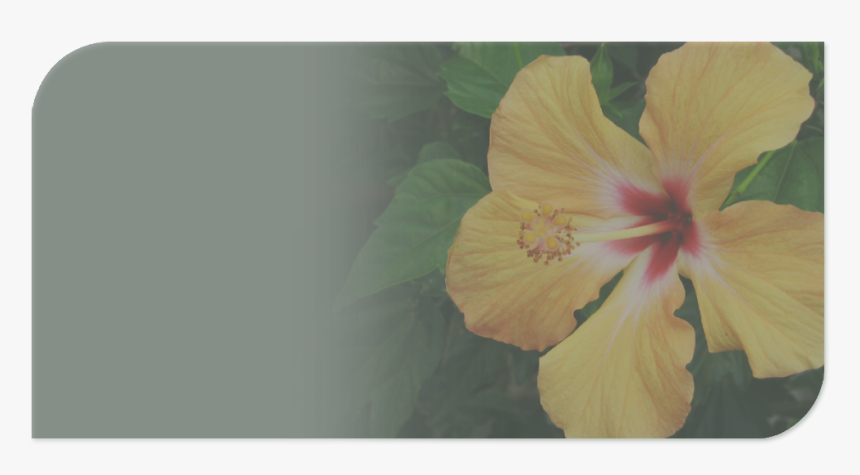 Hibiscus, HD Png Download, Free Download