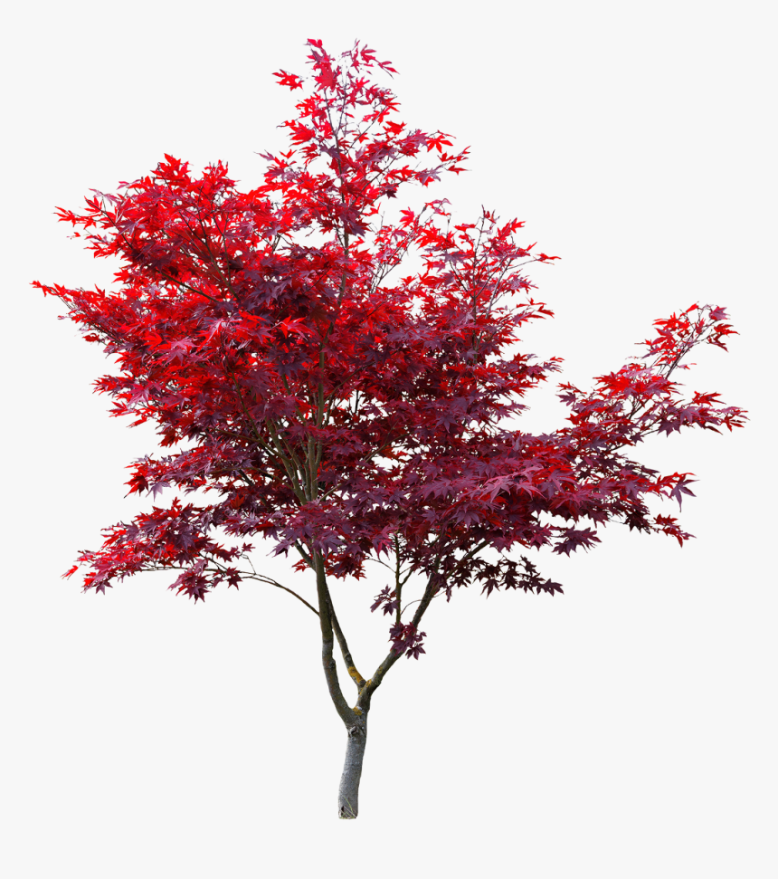 Japanese Maple Cut Out , Png Download - Japanese Maple Tree Cut Out, Transparent Png, Free Download
