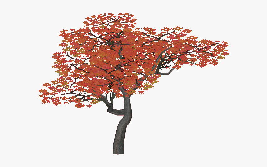 Japanesemaplestc - Japanese Maple Tree Transparent, HD Png Download, Free Download