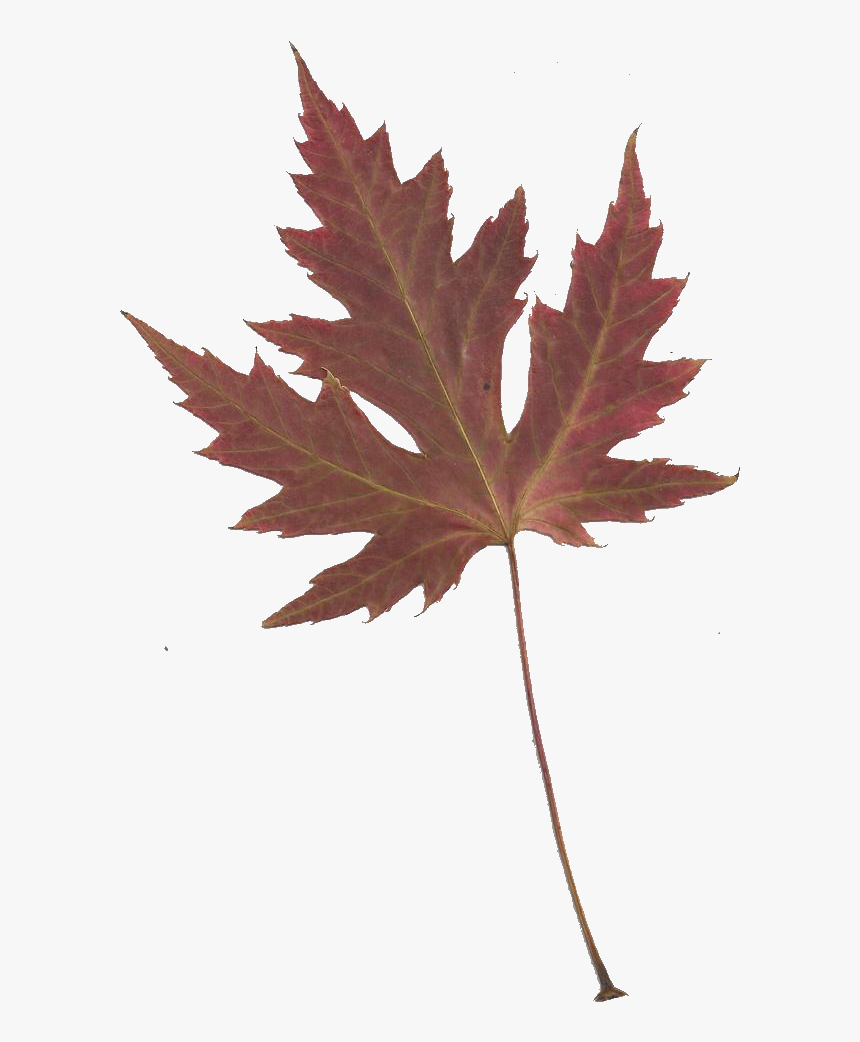 Japanese Maple Leaf Transparent , Png Download - Japanese Maple Leaves Png, Png Download, Free Download
