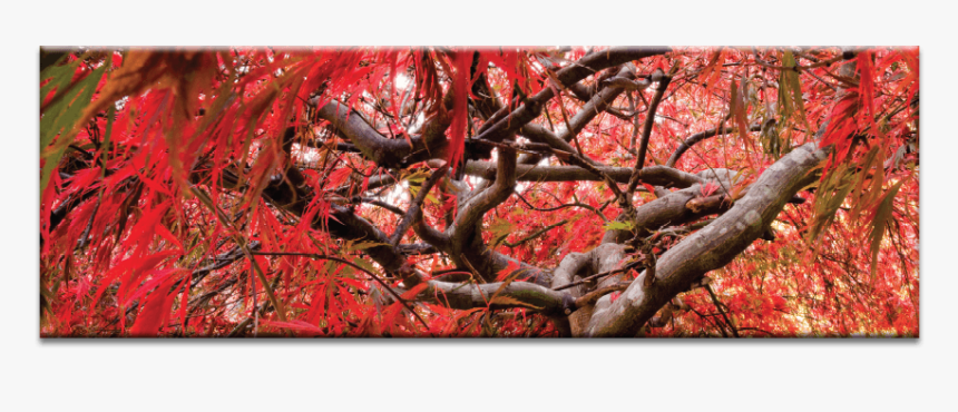 Japanese Maple - Still Life, HD Png Download, Free Download