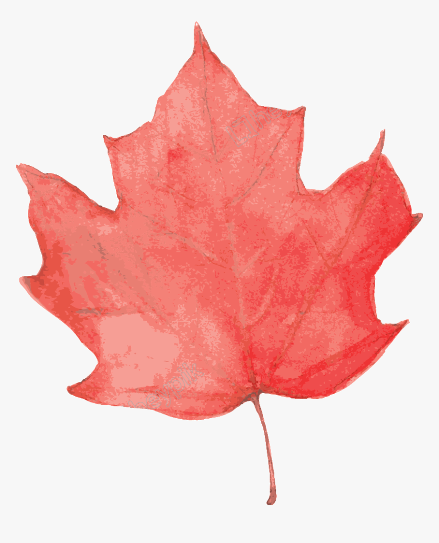 Transparent Japanese Maple Png - Leaf Cartoon Transparent, Png Download, Free Download