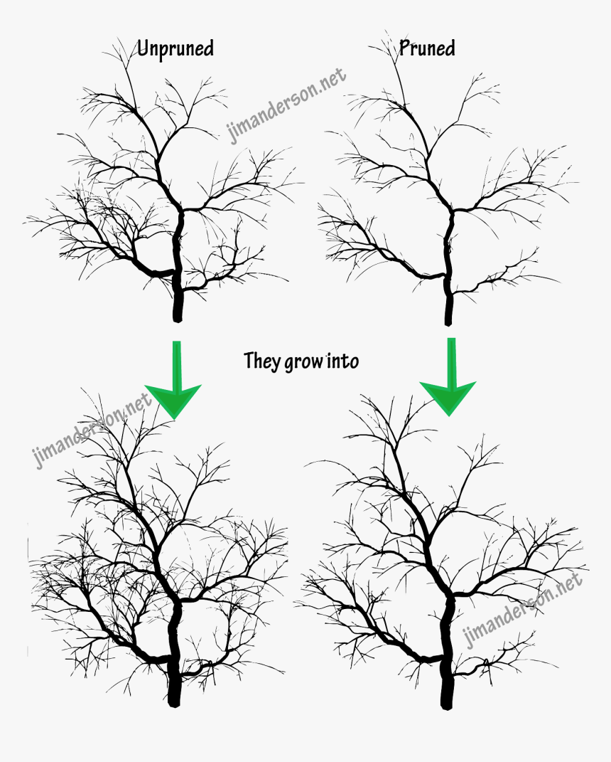 How To Trim A Japanese Maple Tree - Japanese Maple Tree Drawings, HD Png Download, Free Download
