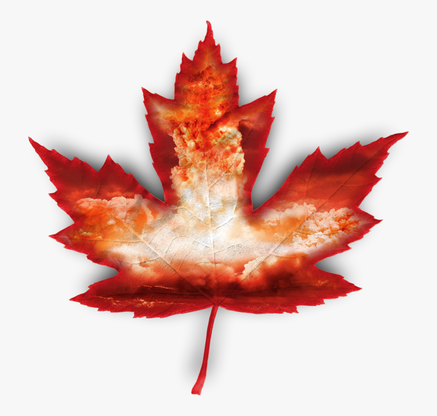 Maple Leaf Clip Art, HD Png Download, Free Download