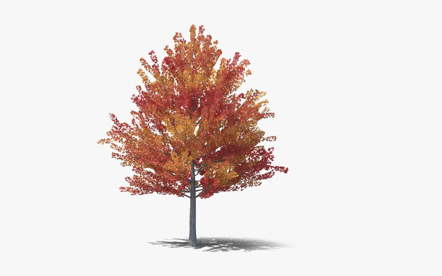 Fall Tree Png Free Download - Maple Tree Autumn Png, Transparent Png, Free Download