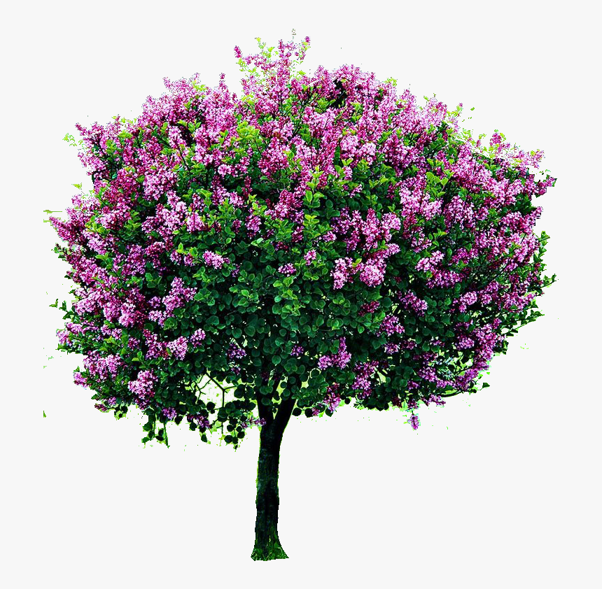 Plant,woody Myrtle,loosestrife And Pomegranate Family,blossom,plant - Lila Nain Sur Tige, HD Png Download, Free Download