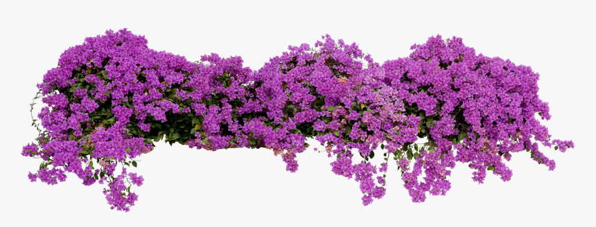 Purple Plant White Background - Large Flowering Spreading Shrub, HD Png Download, Free Download