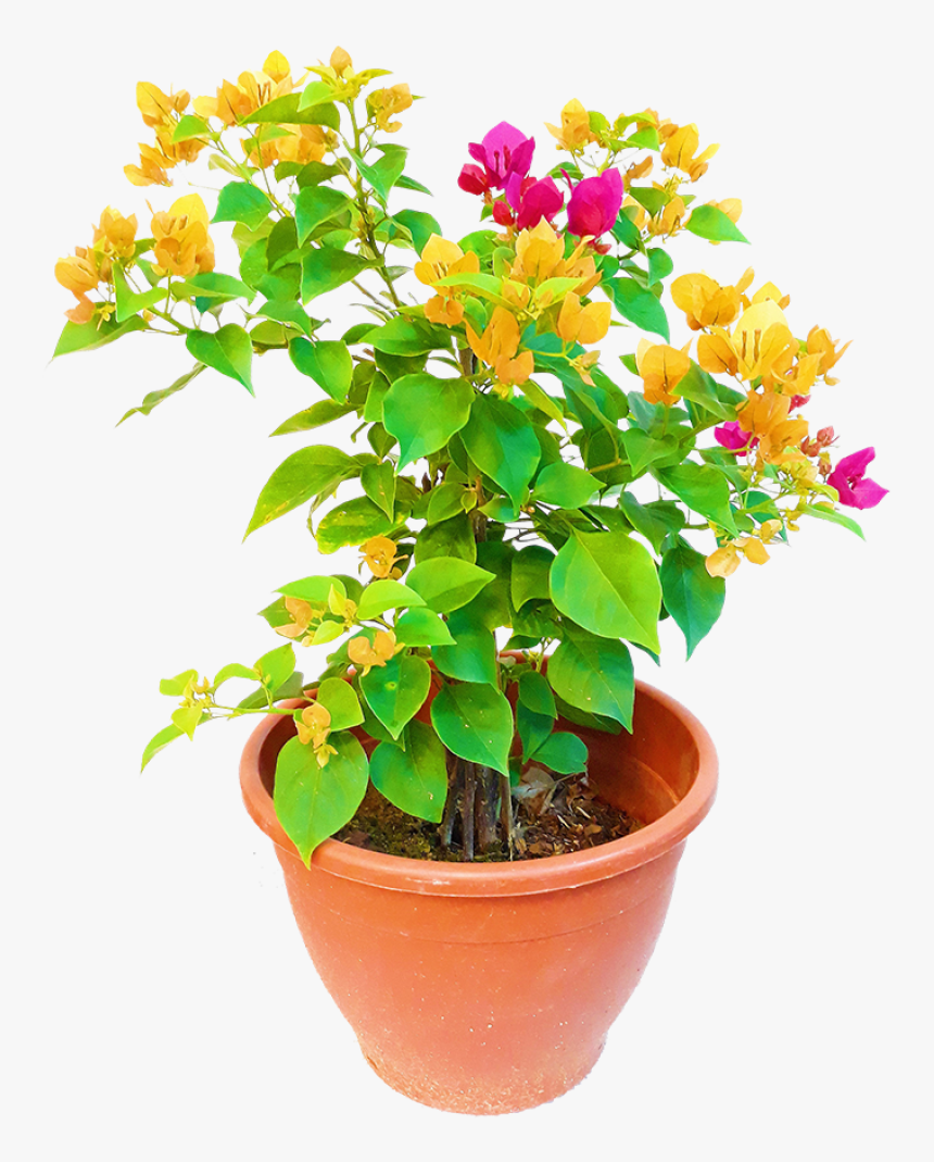 Flowerpot, HD Png Download, Free Download