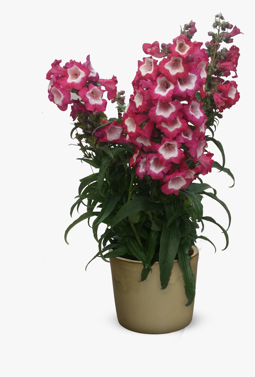 Transparent Bougainvillea Png - Sweet Pea, Png Download, Free Download