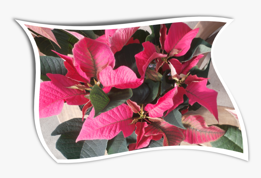 Country Colors Poinsettia For The Holidayswavy - Bougainvillea, HD Png Download, Free Download