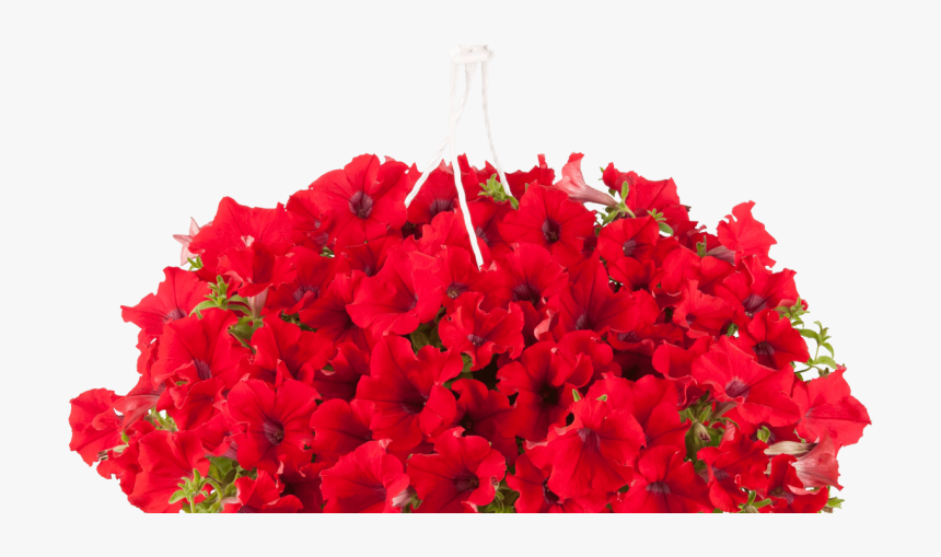 Surfinia Petunia 5087 Surf Goprehana Trailing Red - Petunia Surfinia Png, Transparent Png, Free Download