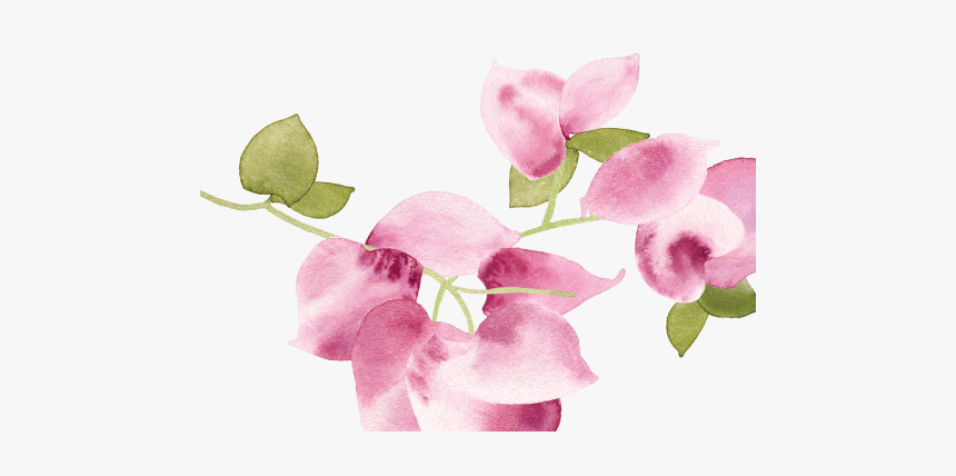 Sweet Pea, HD Png Download, Free Download