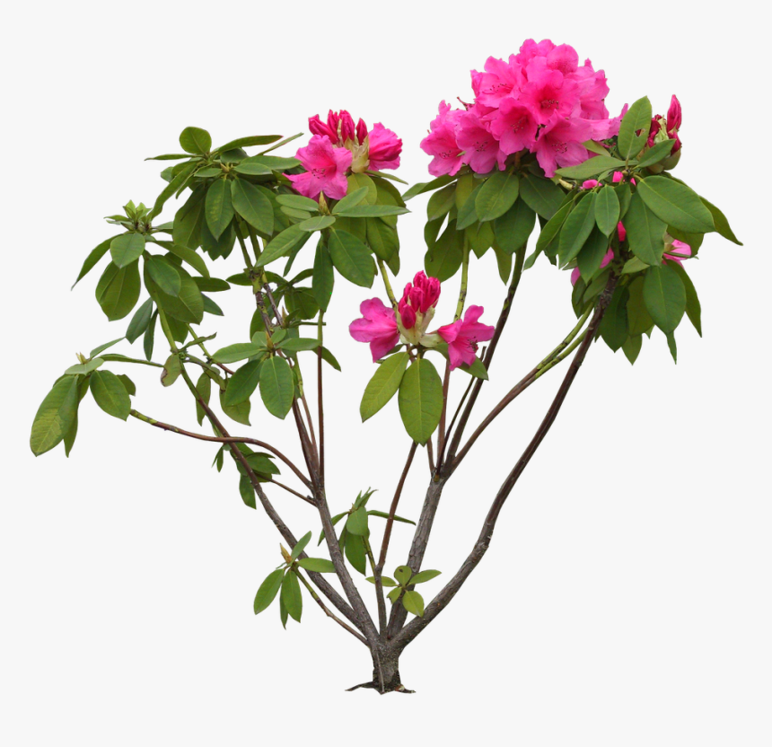 Bougainvillea Drawing Stem - Flower Hd Photos Psd, HD Png Download, Free Download