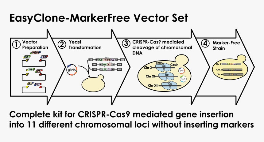 Crispr Cas9 In Yeast, HD Png Download, Free Download