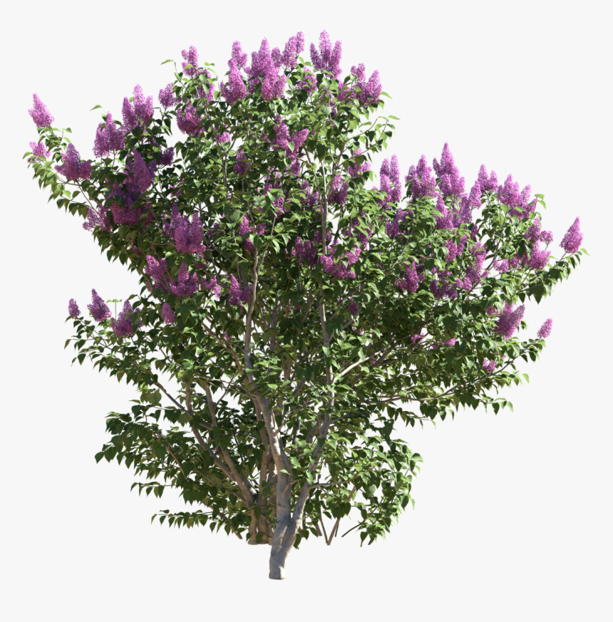 Trees Png Syringa, Transparent Png, Free Download