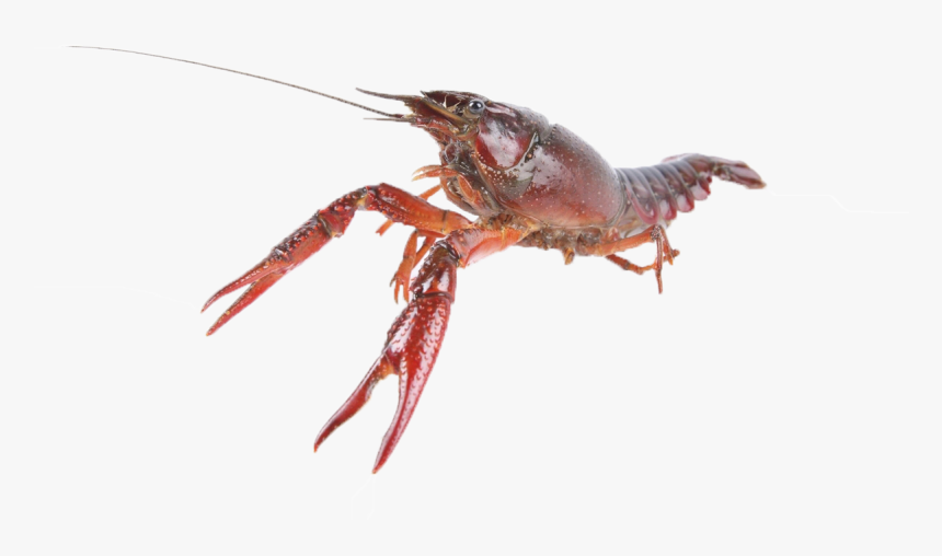 Crawfish Png Free Download - Live Crawfish, Transparent Png, Free Download