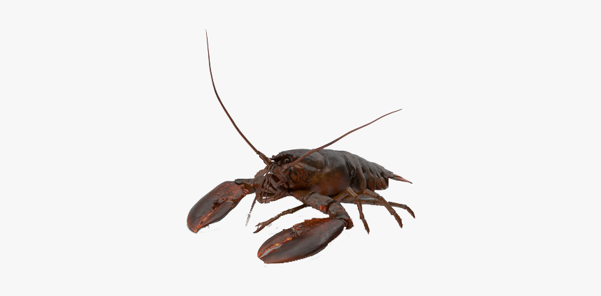 Crawfish Png Free Image Download - American Lobster, Transparent Png, Free Download