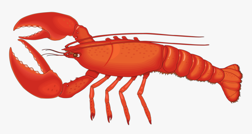 Crawfish Vector Spiny Lobster - Lobster Png, Transparent Png, Free Download