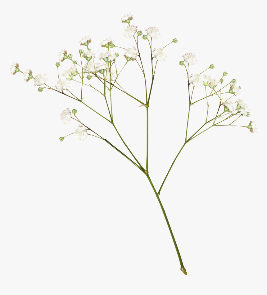 Transparent Pressed Flowers Png, Png Download, Free Download