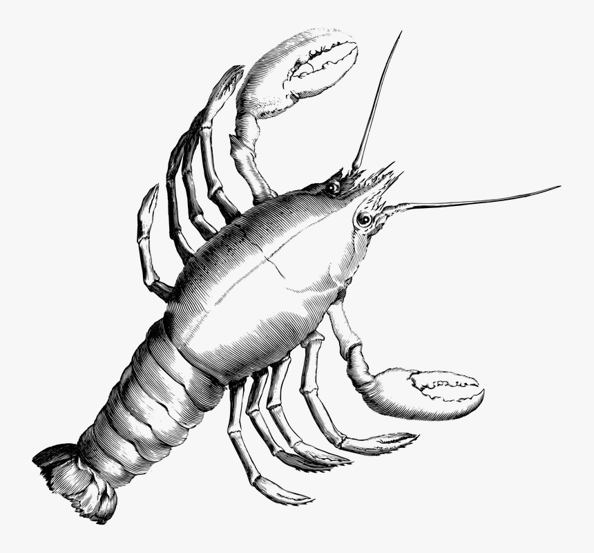 Lobster, Crab, Crustacean, Crayfish, Shrimp, Crawfish - Cancer Constellation, HD Png Download, Free Download
